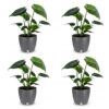 Monstera Deliciosa - Gatenplant - 4 Planten - met Potter Grijs