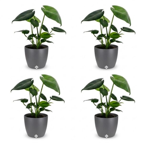 Monstera Deliciosa - Gatenplant - 4 Planten - met Potter Grijs
