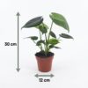 Monstera Deliciosa - Gatenplant - 4 Planten - met Potter Grijs