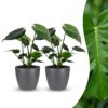Monstera Deliciosa - Gatenplant - 2 Planten - met Potter Grijs