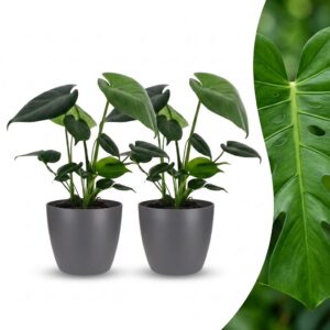 thumbnail_6000-335.jpg Monstera Deliciosa - Gatenplant - 2 Planten - met Potter Grijs
