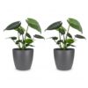 Monstera Deliciosa - Gatenplant - 2 Planten - met Potter Grijs