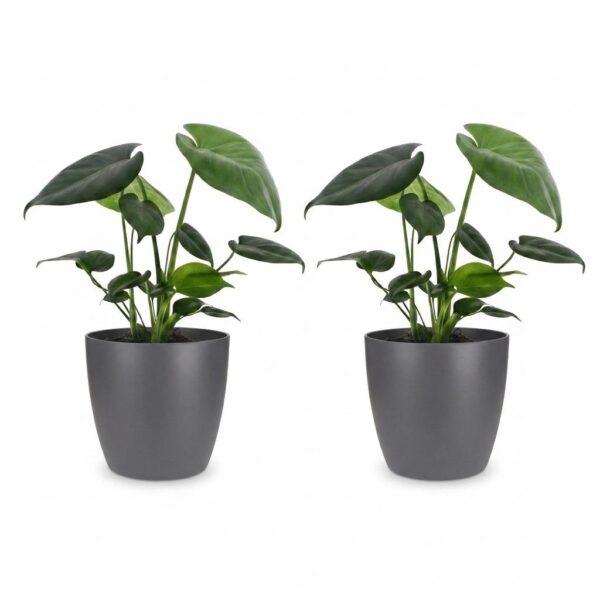 Monstera Deliciosa - Gatenplant - 2 Planten - met Potter Grijs