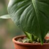 Monstera Deliciosa - Gatenplant - 2 Planten - met Potter Grijs