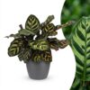 Calathea Makoyana - Pauwenplant - met Potter Grijs