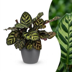 thumbnail_6000-340.jpg Calathea Makoyana - Pauwenplant - met Potter Grijs