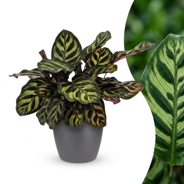 Calathea Makoyana - Pauwenplant - met Potter Grijs
