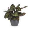 Calathea Makoyana - Pauwenplant - met Potter Grijs