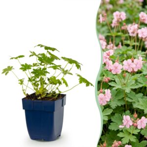 thumbnail_6000-3426.jpg Geranium macr. Ingwersen's Variety - Ooievaarsbek - Bodembedekkend - Licht Roze - 12 Planten