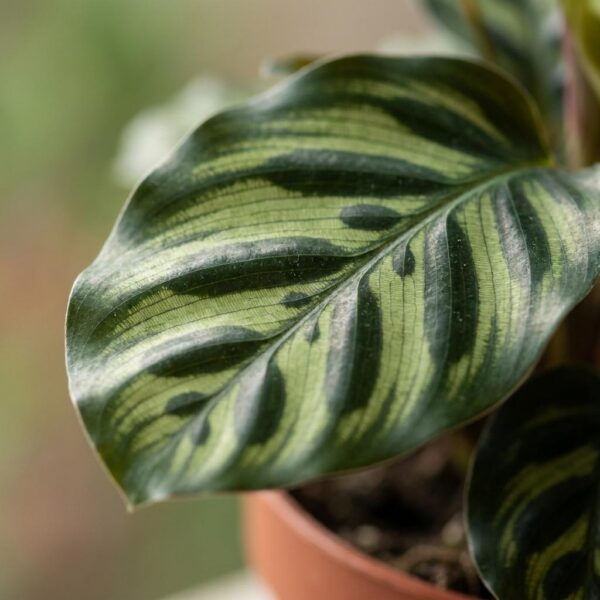 Calathea Makoyana - Pauwenplant - met Potter Grijs