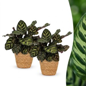 thumbnail_6000-345.jpg Calathea Makoyana - Pauwenplant - 2 Planten - met Mand