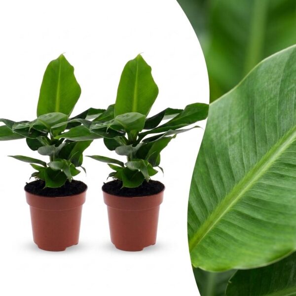 thumbnail_6000-35.jpg Musa Oriental Dwarf - Dwergbanaan - 2 Planten