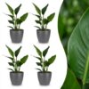 Strelitzia Reginea - Paradijsvogelbloem - 4 Planten - met Potter Grijs