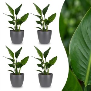 thumbnail_6000-350.jpg Strelitzia Reginea - Paradijsvogelbloem - 4 Planten - met Potter Grijs