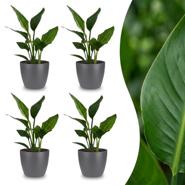 Strelitzia Reginea - Paradijsvogelbloem - 4 Planten - met Potter Grijs