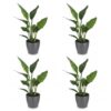 Strelitzia Reginea - Paradijsvogelbloem - 4 Planten - met Potter Grijs