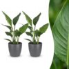 Strelitzia Reginea - Paradijsvogelbloem - 2 Planten - met Potter Grijs
