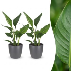 thumbnail_6000-355.jpg Strelitzia Reginea - Paradijsvogelbloem - 2 Planten - met Potter Grijs