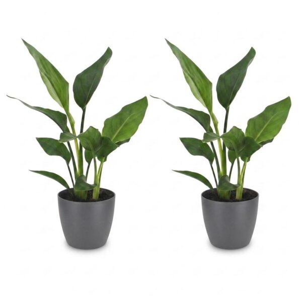 Strelitzia Reginea - Paradijsvogelbloem - 2 Planten - met Potter Grijs