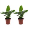 Musa Oriental Dwarf - Dwergbanaan - 2 Planten