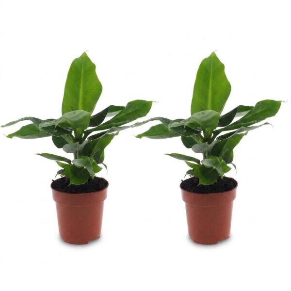 thumbnail_6000-36.jpg Musa Oriental Dwarf - Dwergbanaan - 2 Planten