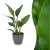 Strelitzia Reginea - Paradijsvogelbloem - met Potter Grijs