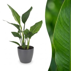 thumbnail_6000-360.jpg Strelitzia Reginea - Paradijsvogelbloem - met Potter Grijs