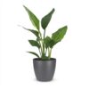 Strelitzia Reginea - Paradijsvogelbloem - met Potter Grijs