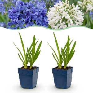 thumbnail_6000-3642.jpg Agapanthus Duo - Afrikaanse Lelie - Bijen en Vlinderlokkers - Blauw - Wit - 24 Planten