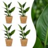 Strelitzia Reginea - Paradijsvogelbloem - 4 Planten - met Zeegras Mand