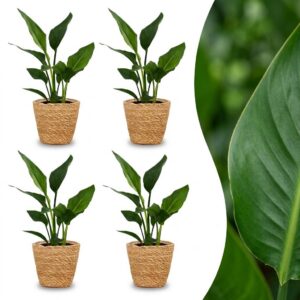 thumbnail_6000-365.jpg Strelitzia Reginea - Paradijsvogelbloem - 4 Planten - met Zeegras Mand