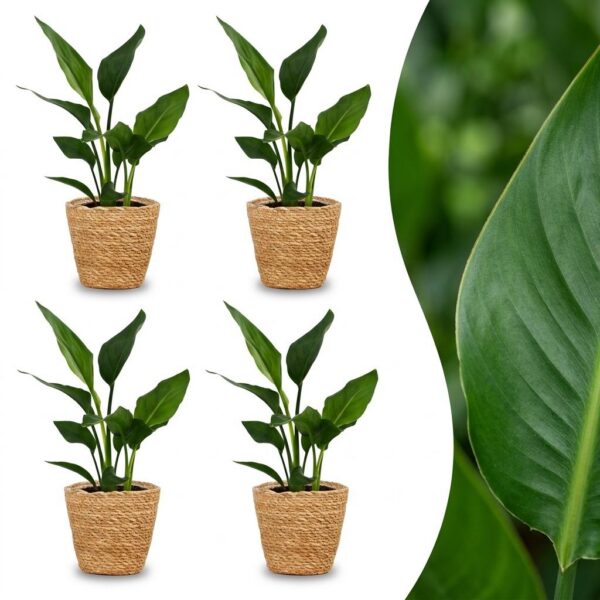 Strelitzia Reginea - Paradijsvogelbloem - 4 Planten - met Zeegras Mand
