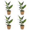 Strelitzia Reginea - Paradijsvogelbloem - 4 Planten - met Zeegras Mand