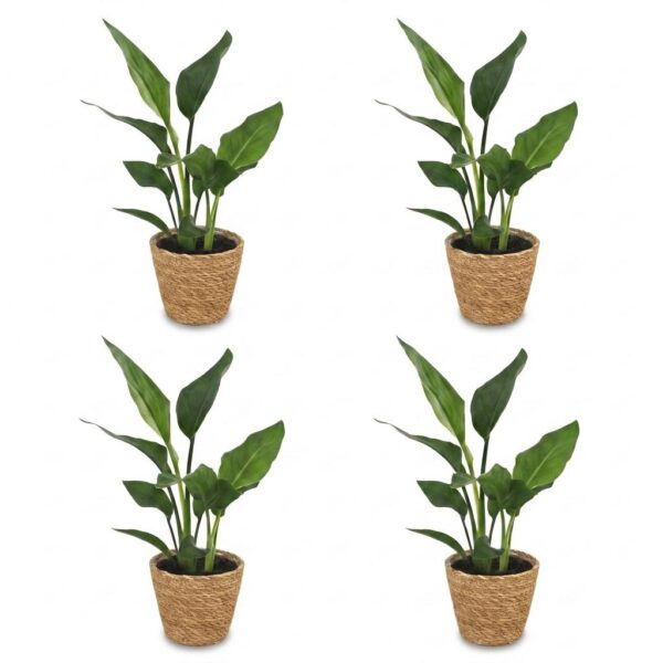 Strelitzia Reginea - Paradijsvogelbloem - 4 Planten - met Zeegras Mand