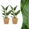 Strelitzia Reginea - Paradijsvogelbloem - 2 Planten - met Mand