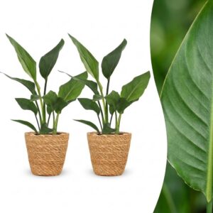 thumbnail_6000-370.jpg Strelitzia Reginea - Paradijsvogelbloem - 2 Planten - met Mand
