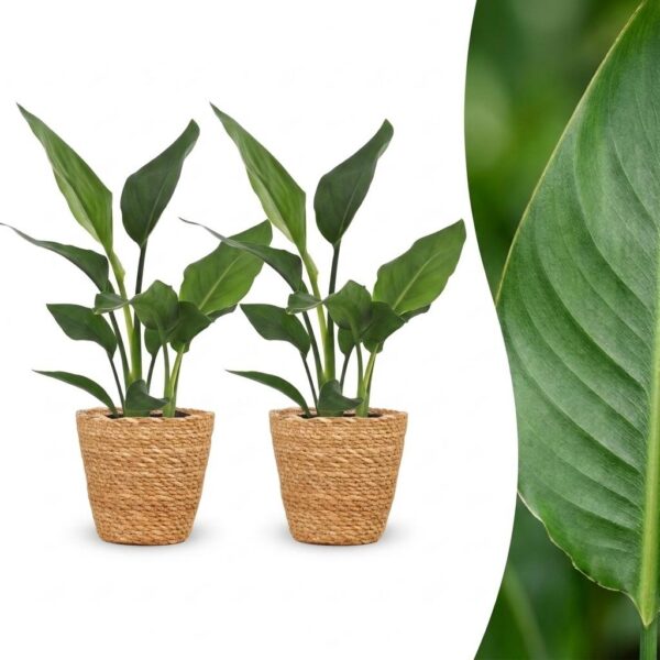 Strelitzia Reginea - Paradijsvogelbloem - 2 Planten - met Mand