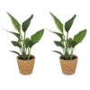 Strelitzia Reginea - Paradijsvogelbloem - 2 Planten - met Mand