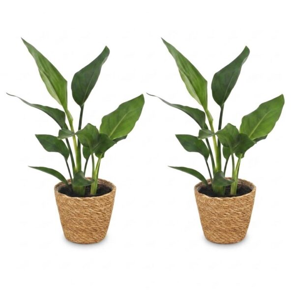 Strelitzia Reginea - Paradijsvogelbloem - 2 Planten - met Mand