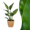 Strelitzia Reginea - Paradijsvogelbloem - met Zeegras Mand