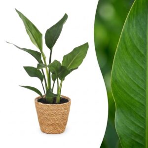 thumbnail_6000-375.jpg Strelitzia Reginea - Paradijsvogelbloem - met Zeegras Mand