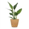 Strelitzia Reginea - Paradijsvogelbloem - met Zeegras Mand