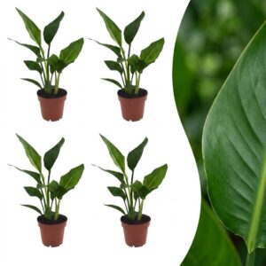 thumbnail_6000-380.jpg Strelitzia Reginea - Paradijsvogelbloem - 4 Planten