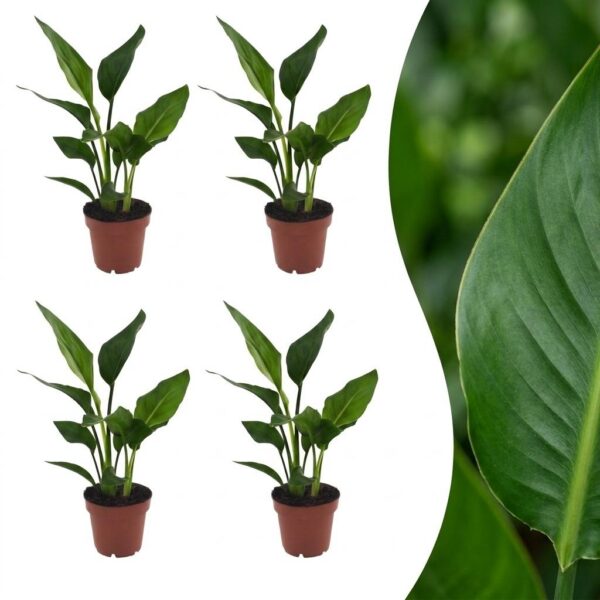 thumbnail_6000-380.jpg Strelitzia Reginea - Paradijsvogelbloem - 4 Planten