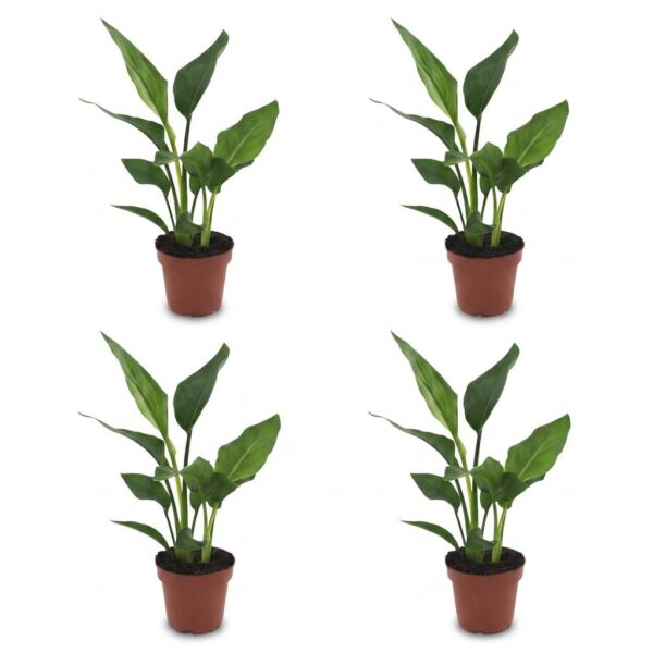 thumbnail_6000-381.jpg Strelitzia Reginea - Paradijsvogelbloem - 4 Planten