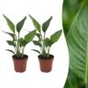 Strelitzia Reginea - Paradijsvogelbloem - 2 Planten