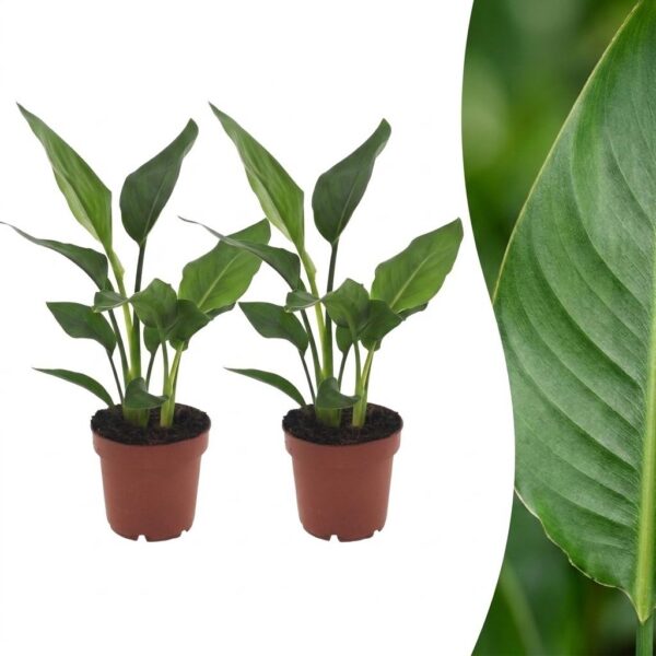 thumbnail_6000-385.jpg Strelitzia Reginea - Paradijsvogelbloem - 2 Planten