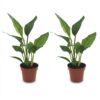 Strelitzia Reginea - Paradijsvogelbloem - 2 Planten
