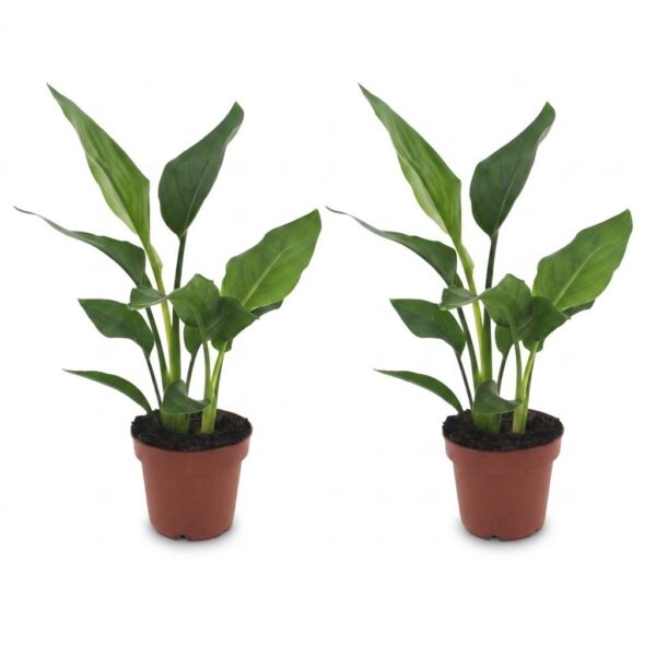 thumbnail_6000-386.jpg Strelitzia Reginea - Paradijsvogelbloem - 2 Planten