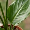 Strelitzia Reginea - Paradijsvogelbloem - 2 Planten